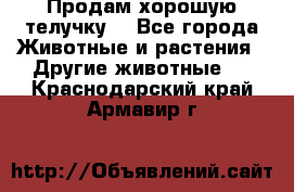 Продам хорошую телучку. - Все города Животные и растения » Другие животные   . Краснодарский край,Армавир г.